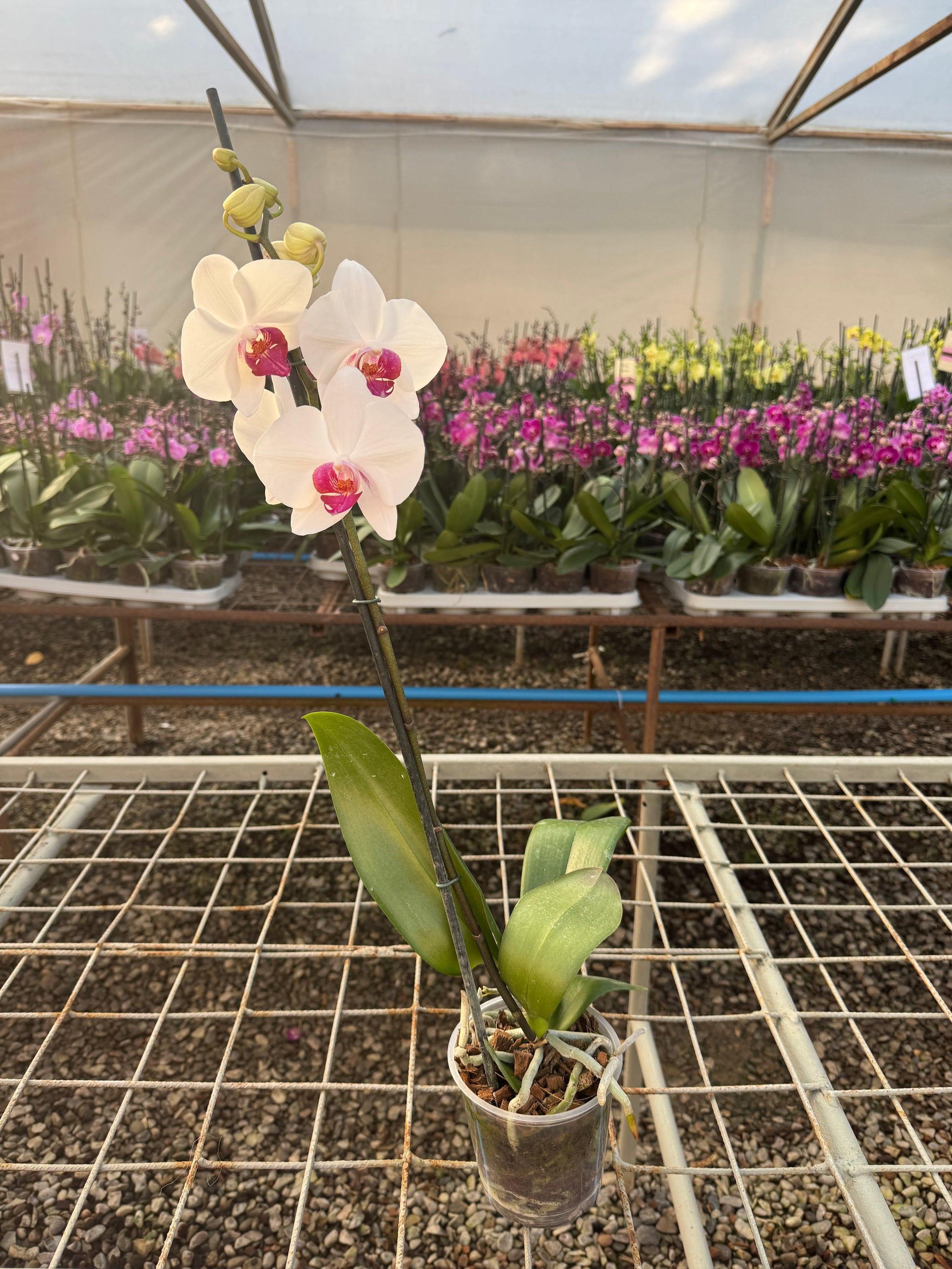 Orquídea Phalaenopsis blanca con centro rosado de Floraflor